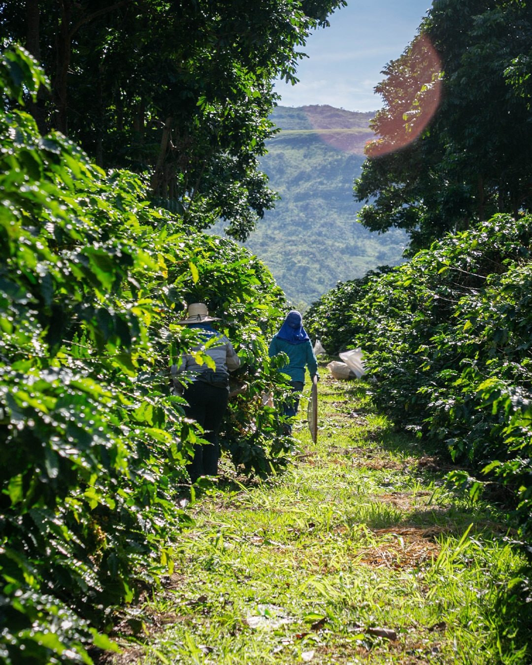 Diversificação das cadeias produtivas mantém Minas entre os maiores exportadores do agro brasileiro