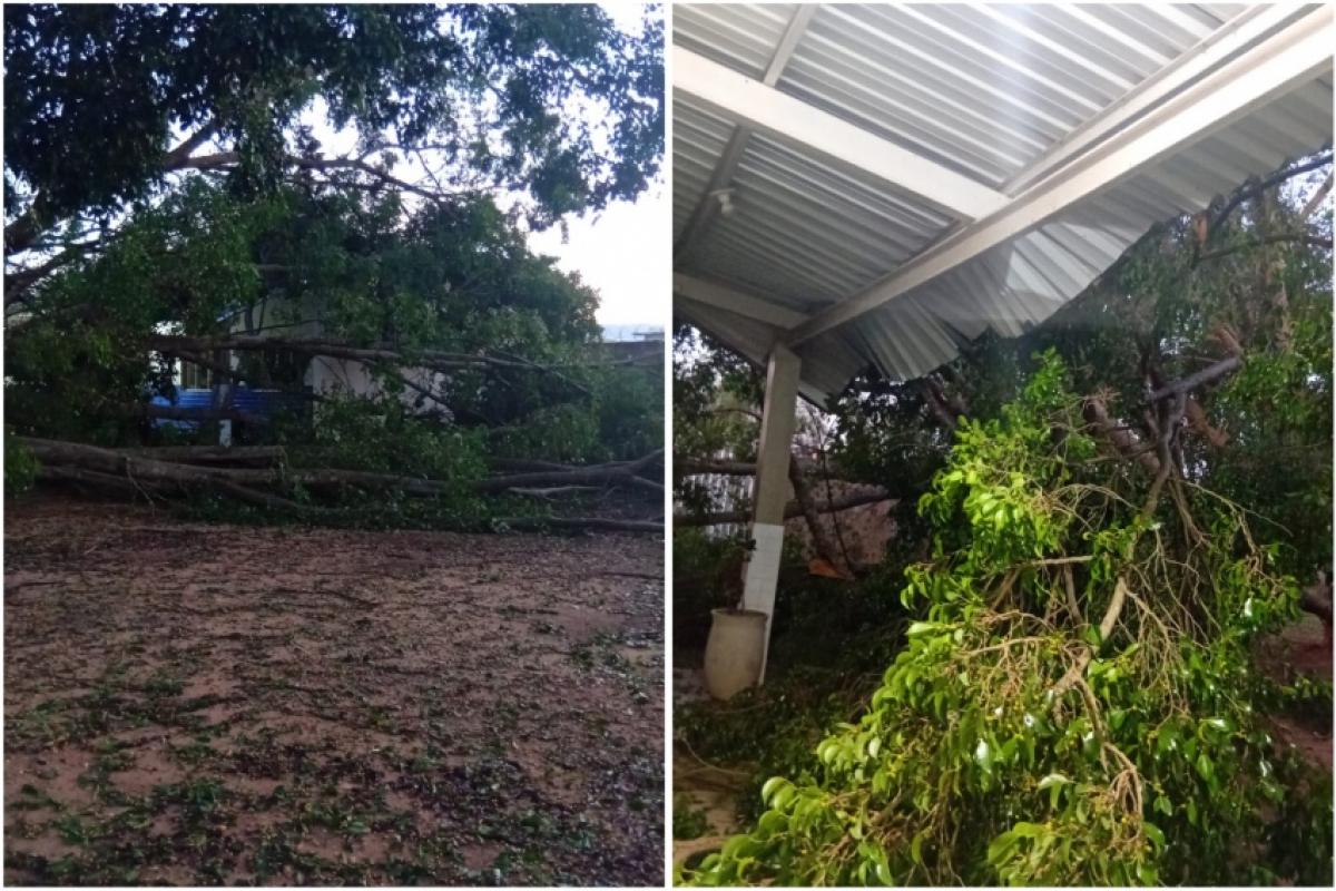 Granizo atinge lavouras de banana e café em Delfinópolis; Emater levanta prejuízos.